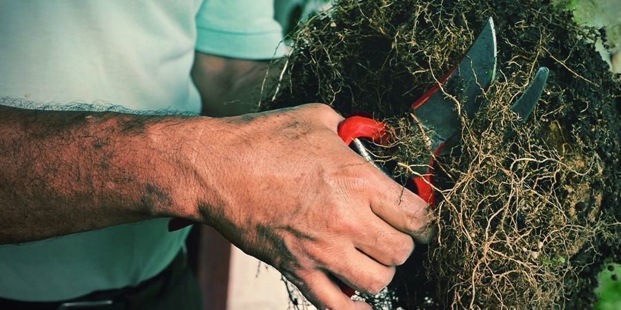 Ferramentas e orientações para a poda de raízes de canábis
