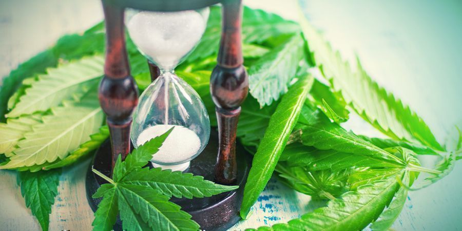 Quando dividir os caules de cannabis