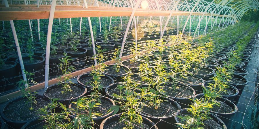 COMO USAR UM TRELLIS NO EXTERIOR