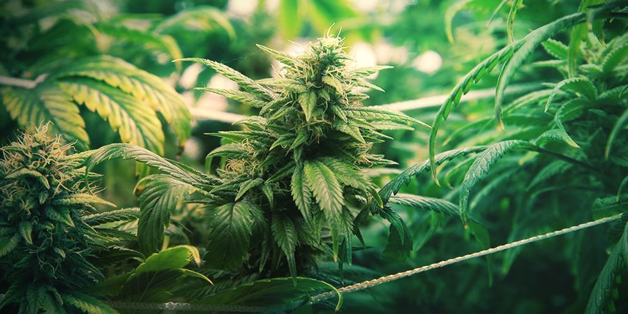 MÉTODO SCROG PARA PRODUÇÃO MÁXIMA