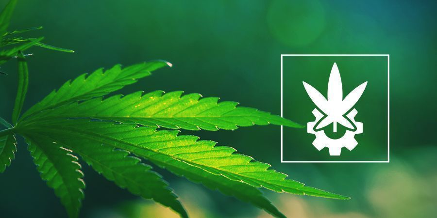 Uma visão detalhada sobre Cannabis Ruderalis e Autoflores
