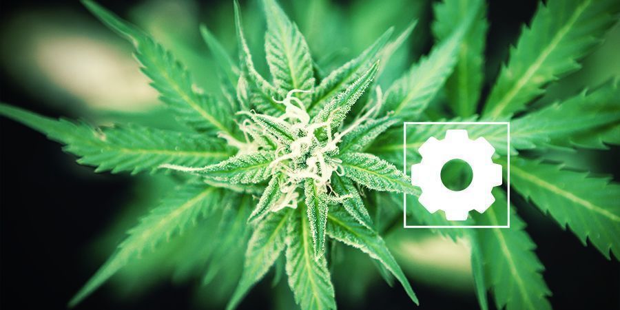 CARACTERÍSTICAS DA CANNABIS RUDERALIS