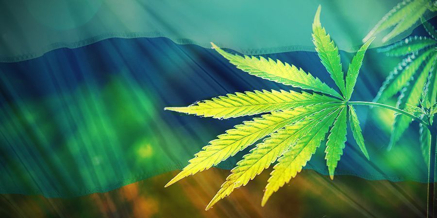 ORIGEM DA CANNABIS RUDERALIS