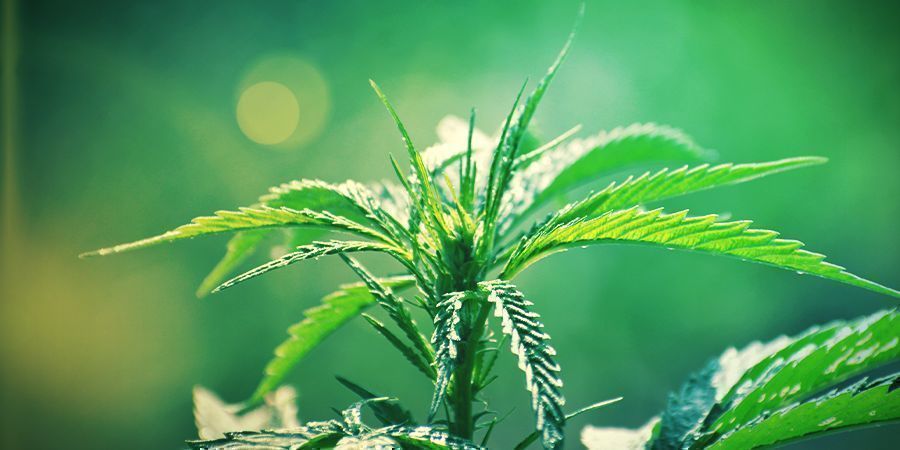 O QUE É CANNABIS RUDERALIS?