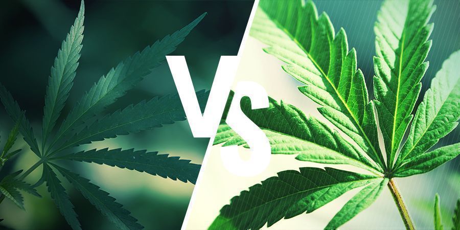 QUAL A DIFERENÇA ENTRE RUDERALIS E INDICA/SATIVA?