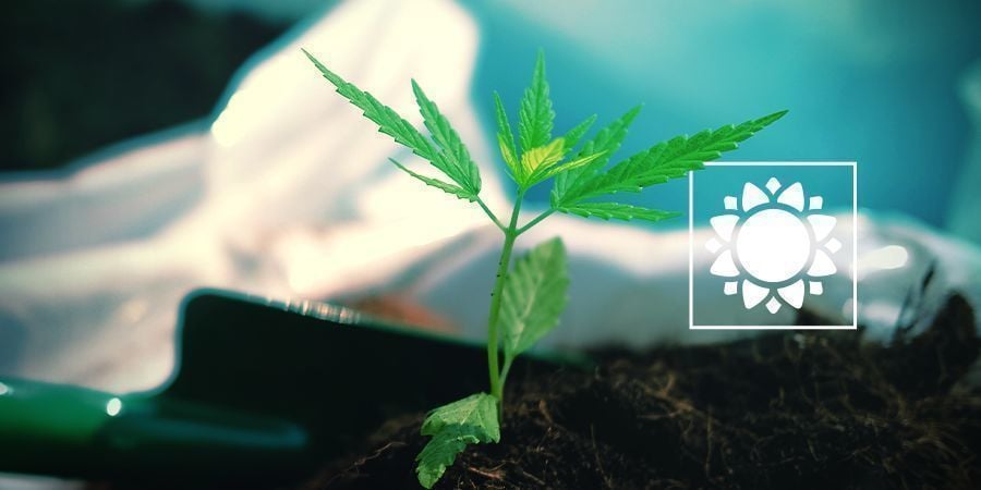 QUANDO PLANTAR VARIEDADES RUDERALIS (AUTOFLORESCENTES)
