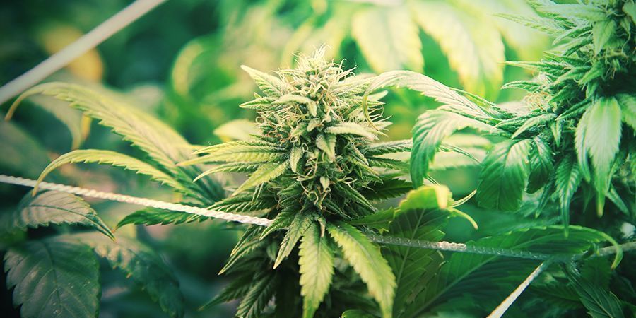 Como cultivar uma Indica