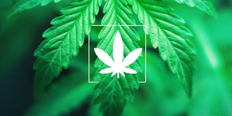 Folha de Cannabis Indica Folha de Cannabis Indica