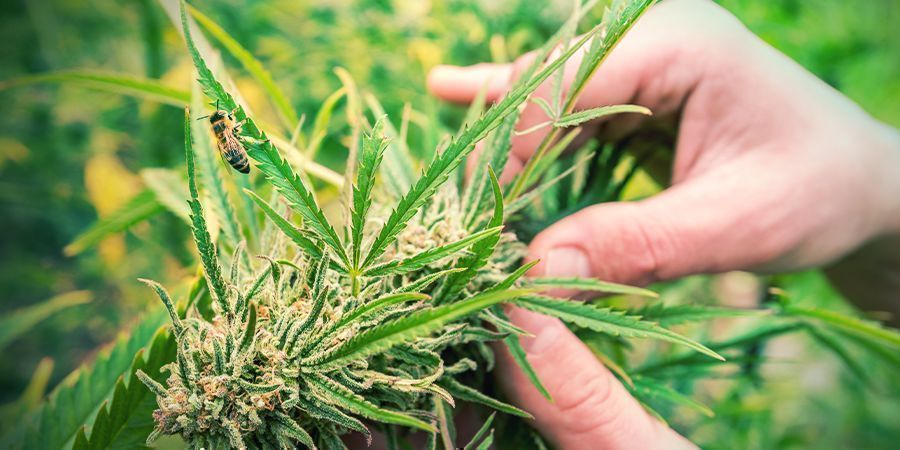 Como reconhecer uma planta de canábis sativa