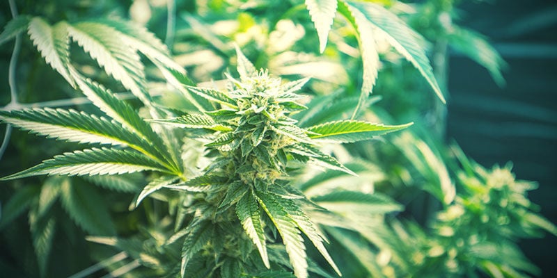 Cannabis Sativa e Cannabis Indica