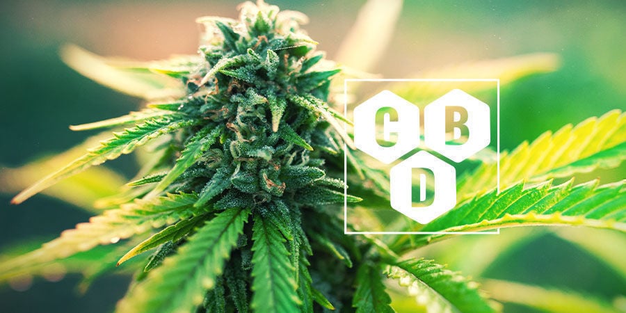 O que é o canabidiol (CBD)?