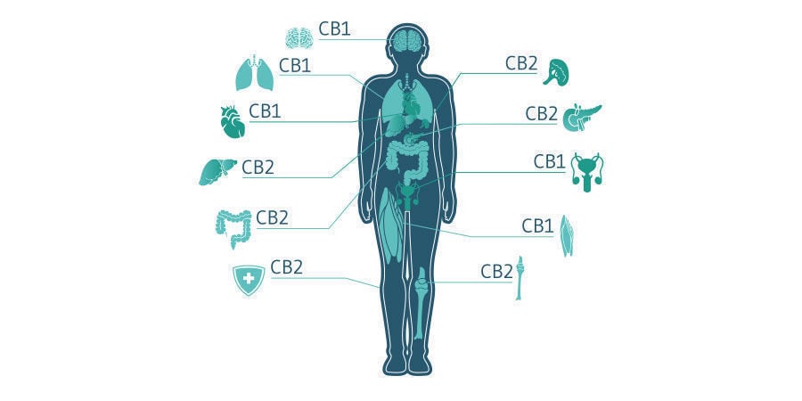 Como funciona o CBD?