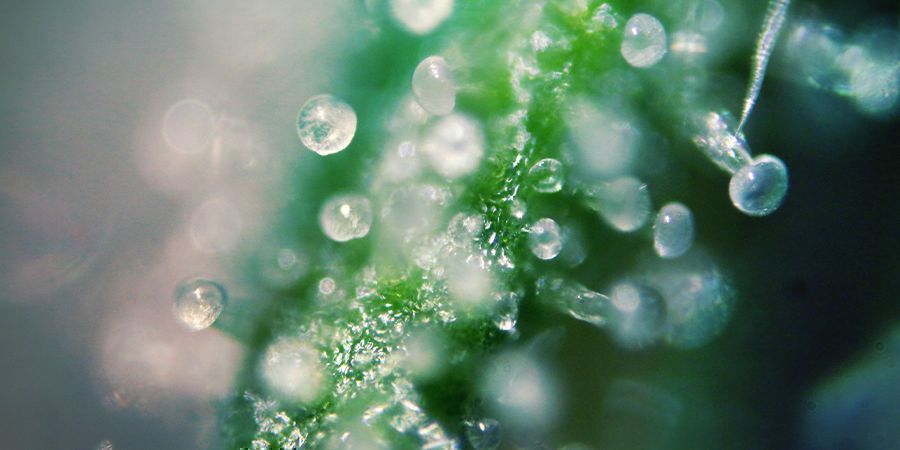 Níveis de THC nas variedades de canábis