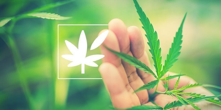 Tudo sobre a anatomia da planta de canábis