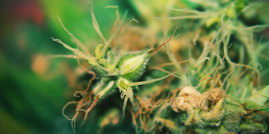 Plantas de canábis hermafroditas