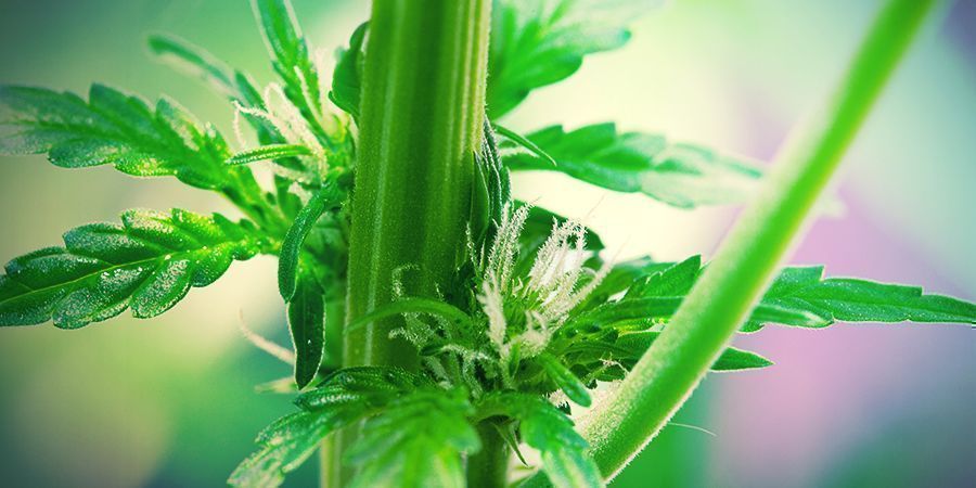 PLANTAS DE CANÁBIS FEMININAS