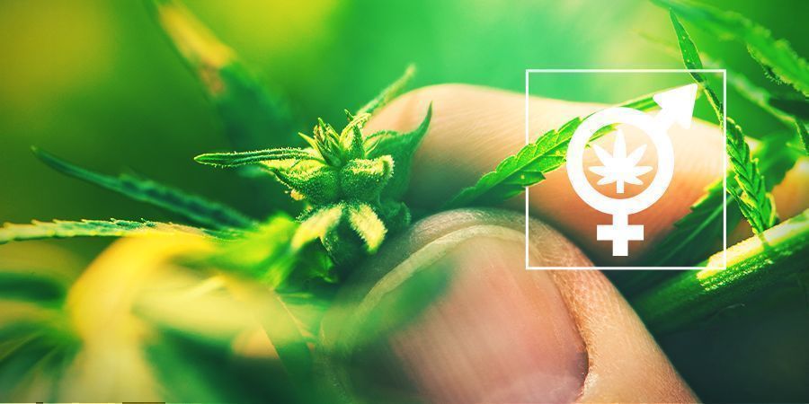 Determinar o sexo das suas plantas de canábis