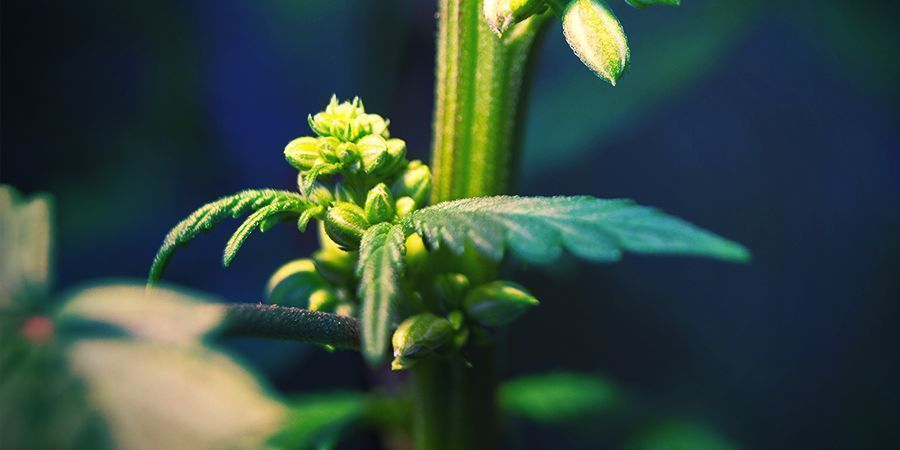 Plantas de canábis masculinas