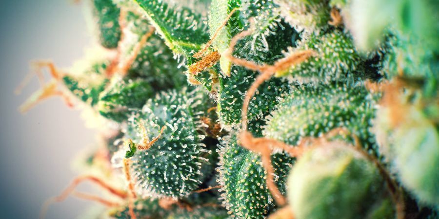 Os efeitos e benefícios dos terpenos