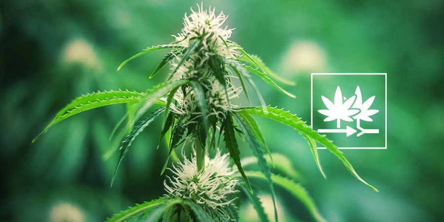 Como criar a tua própria variedade de canábis com sementes regulares