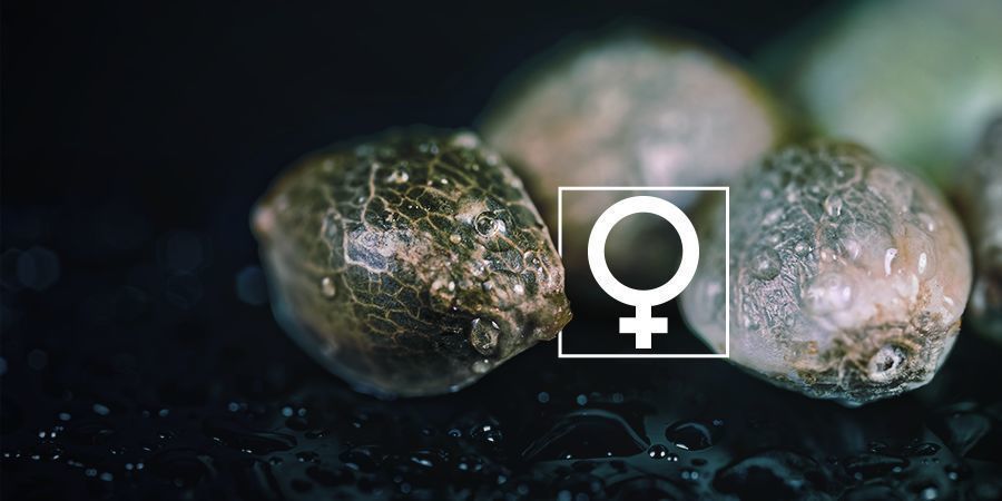 É possível feminizar sementes de canábis em casa?