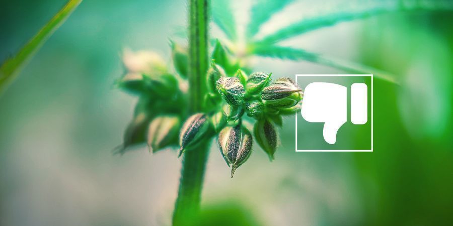 Porque (provavelmente) não vai querer plantas de canábis masculinas
