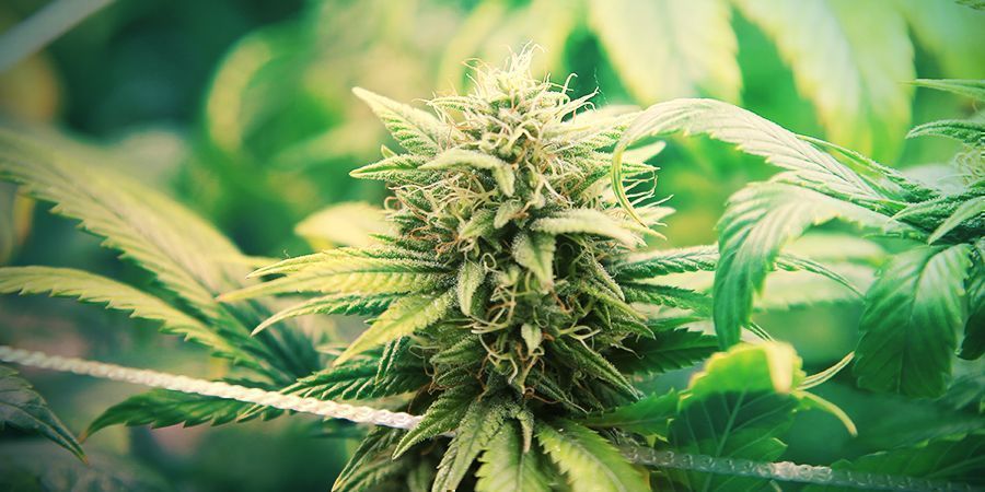Aumentar o rendimento da cannabis autoflorescente