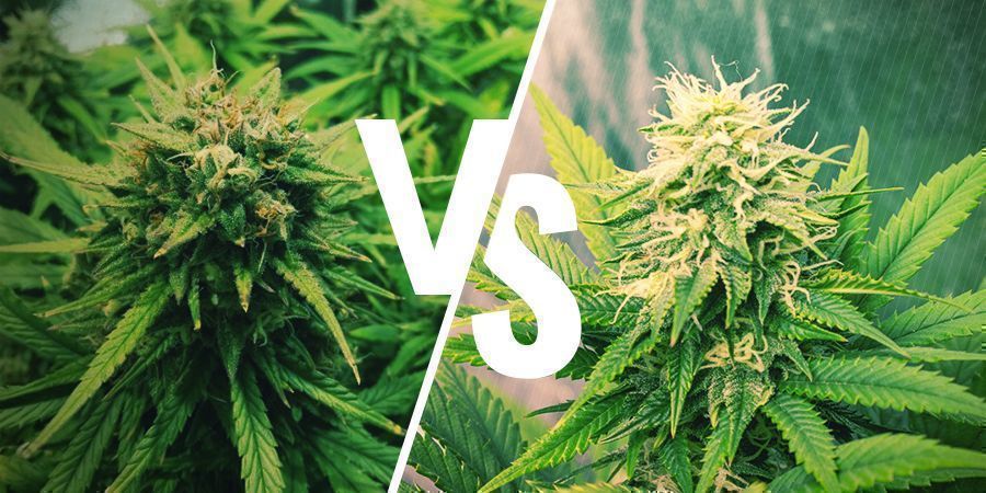 Aumentar Colheitas: Autoflorescentes vs Fotoperiódicas
