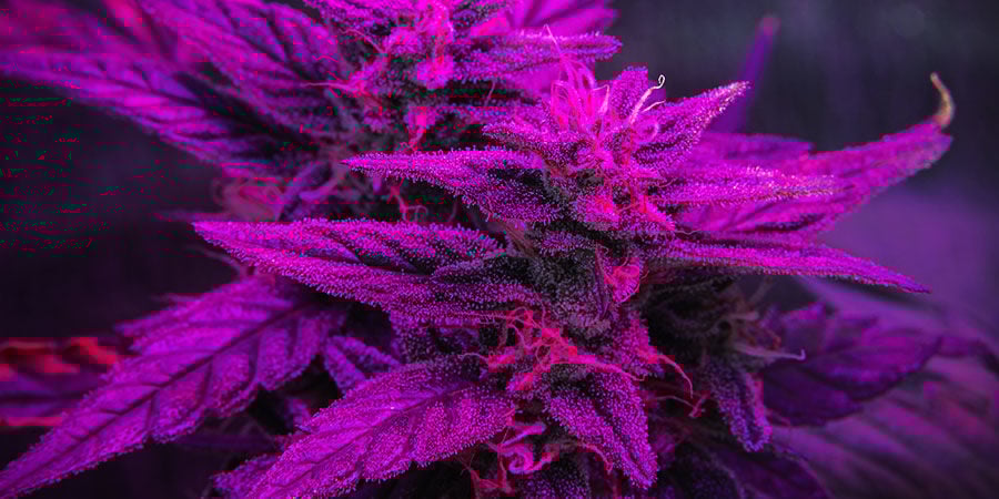 Dicas para maximizar as colheitas de autoflores: Definir o ciclo de luz ideal