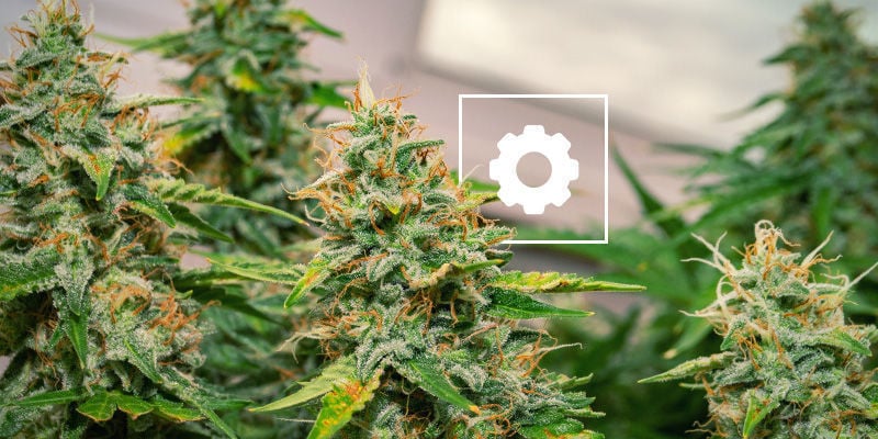 Adiciona algumas autoflores ao teu cultivo hoje