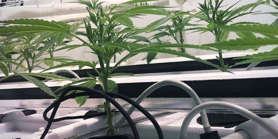 Tipos de Cultivo Hidropónico: Técnica de Filme Nutriente (NFT)
