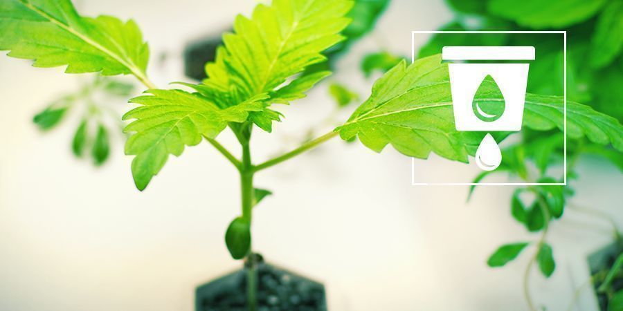 Cultivo de canábis em hidroponia