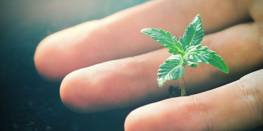Efeitos positivos do CO₂ nas plantas de canábis