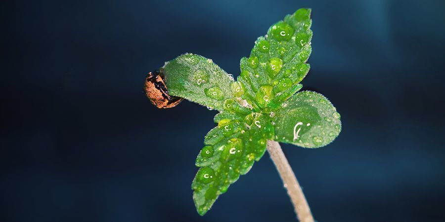 Quando Usar CO₂ nas Plantas de Cannabis