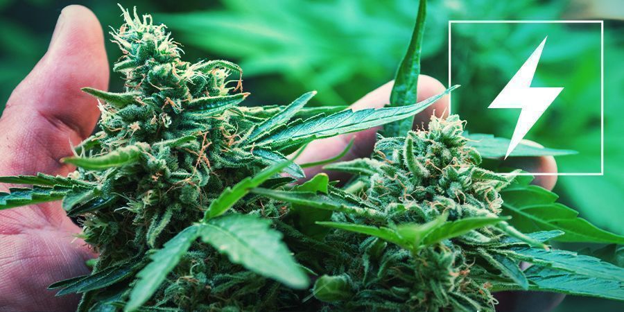 Electricidade e cultivo de cannabis