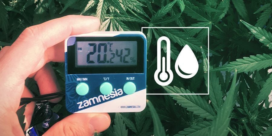 Humidade no Espaço de Cultivo de Cannabis