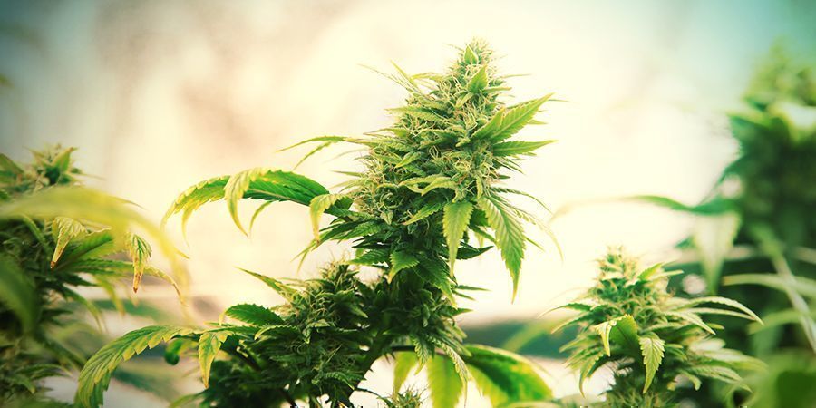Intensidade em tendas de cultivo