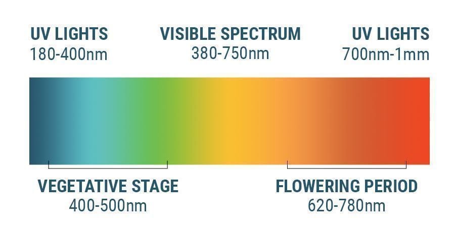 O espectro de luz e a canábis