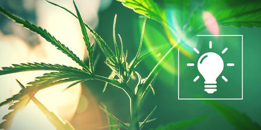 Escolher a luz ideal para o cultivo