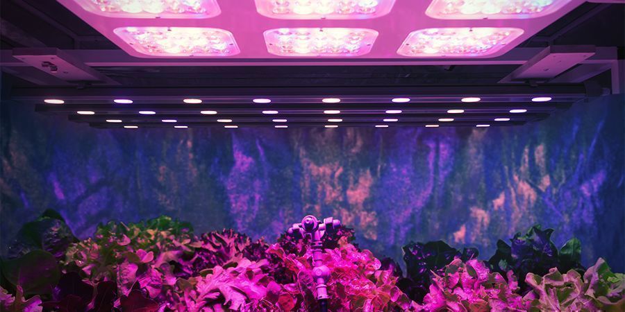 Intensidade de luz por planta