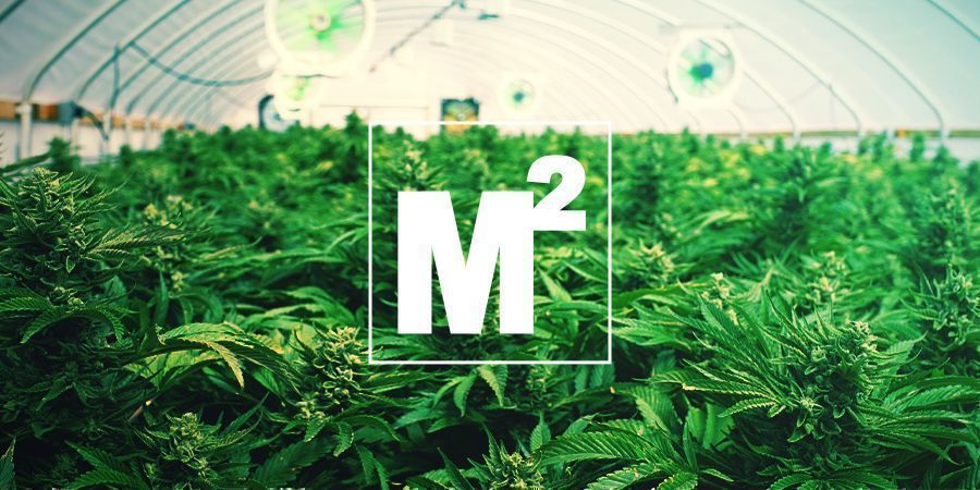 QUANTAS PLANTAS DE CANNABIS PODEM SER CULTIVADAS POR METRO QUADRADO?