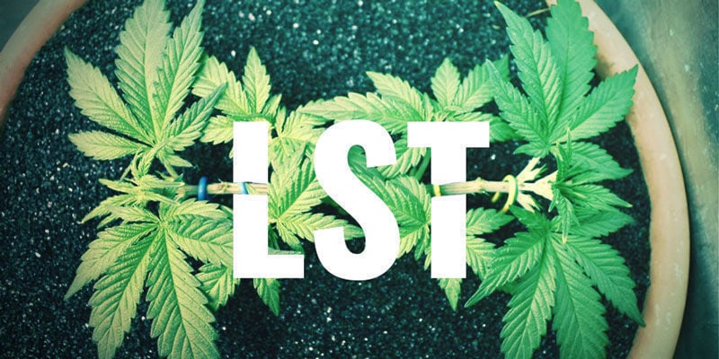 LST—Low Stress Training