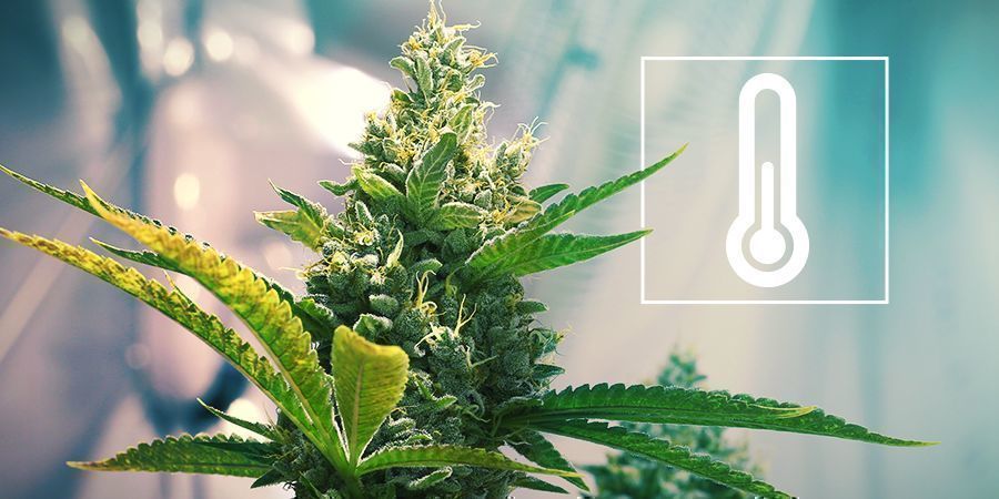 Temperatura na sala de cultivo de canábis