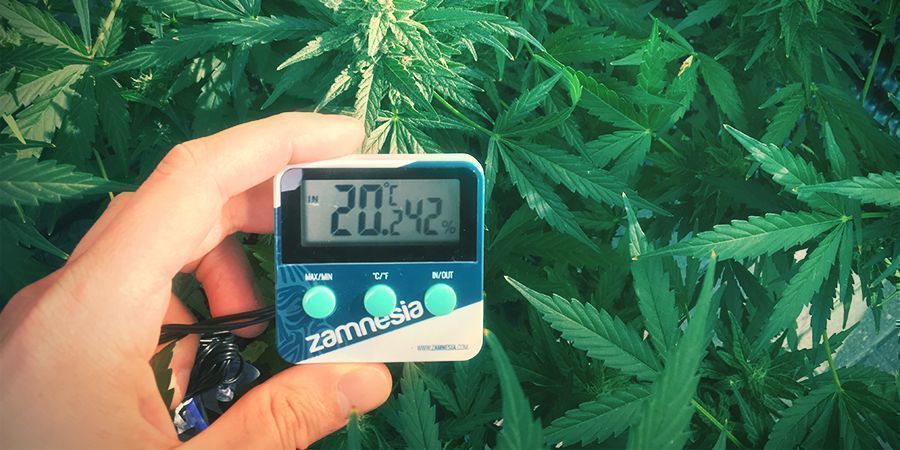 Intervalos óptimos de temperatura para o cultivo de cannabis