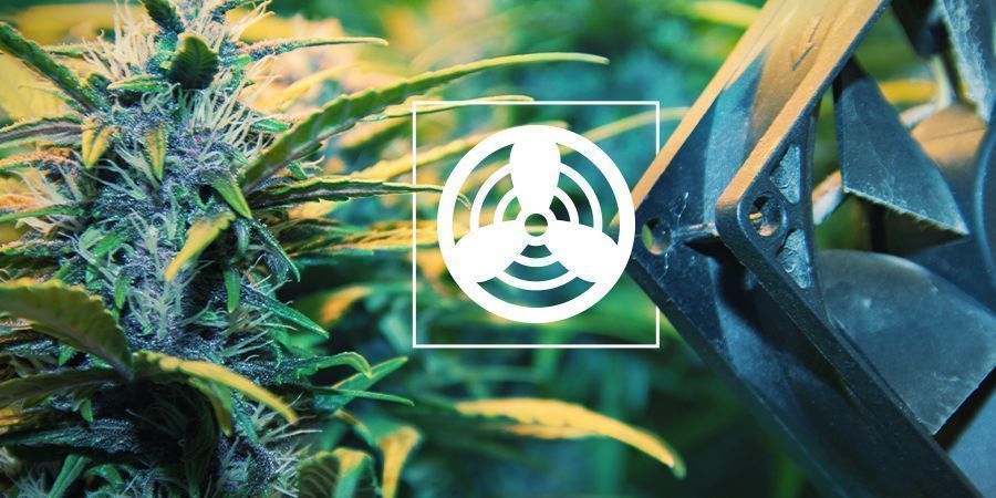 Ventilação no espaço de cultivo de canábis