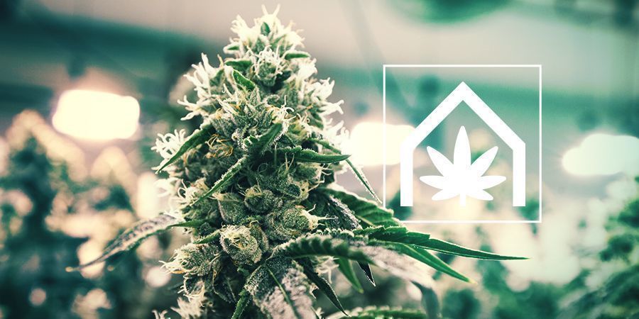 Como Cultivar Cannabis em Espaço Interior