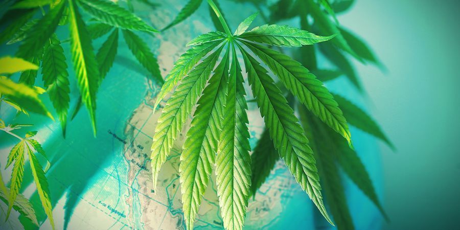 Passo 1: Escolher a variedade perfeita de cannabis