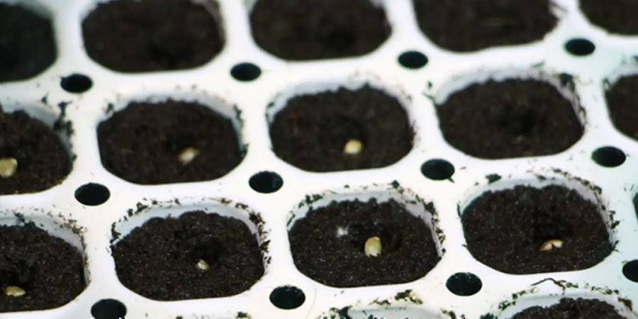 PASSO 2: GERMINAR AS SUAS SEMENTES DE CANÁBIS