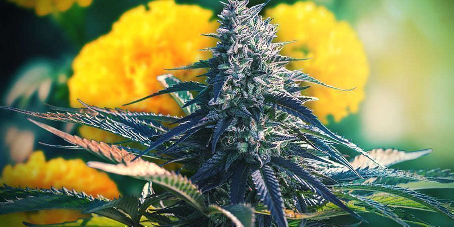 Passo 3: Escolha o local para cultivar e prepare-o se necessário