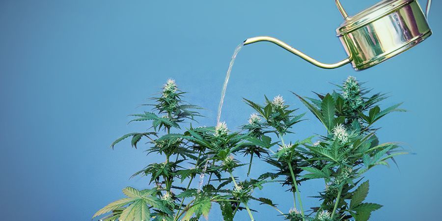 PASSO 6: CUIDE BEM DAS SUAS PLANTAS DANDO-LHES ÁGUA E NUTRIENTES